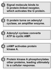 transducer molecule Activated by exchange reaction (GDP to GTP) and Open ion channel OR Activate amplifier enzyme (most common pathway)» Adenylyl cyclase and