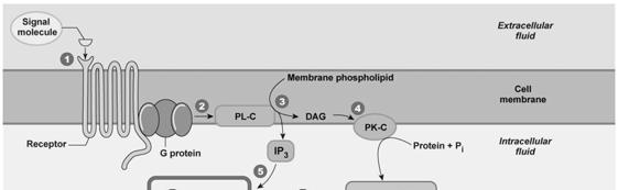 G protein-coupled phospholipase C system When activated G protein activated phospholipase C, it converts a membrane