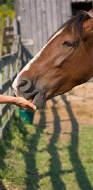 Nutrition Requirements for Horses There are five basic things that a horse requires and that a horse owner