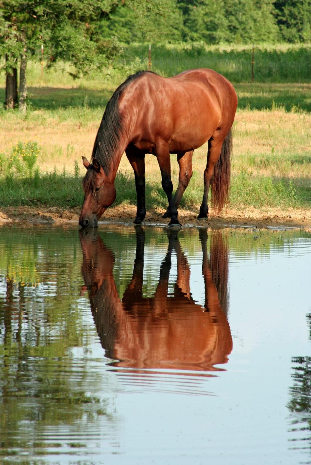 Basic Nutrients - Quiz 1 Why is water so important is a horse's diet?