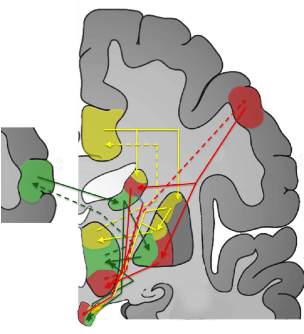 FRONTAL-SUBCORTICAL NEURONTAL CIRCUITS INVOLVED IN EXECUTIVE FUNCTIONS Orbitofrontal Circuit Dorsolateral Prefrontal Circuit
