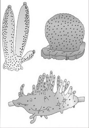 16 Fundamentals of Animal Phyla 2 Phylum : Porifera 1. Parazoology : study of sponges. 2. Ellias established their animal nature. 3. Robert Grant gave the term porifera. 4.