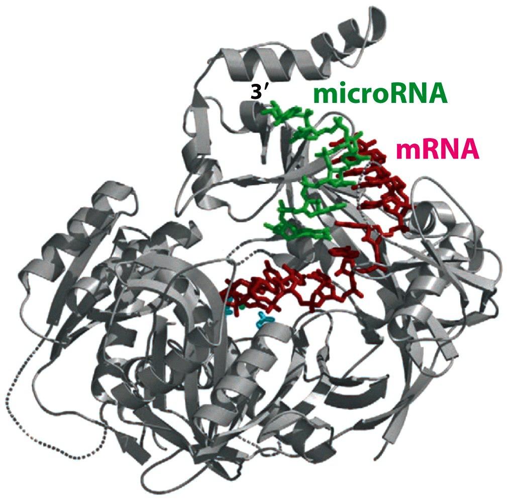 Argonaute protein (Slicer) embracing a paired mirna-mrna complex