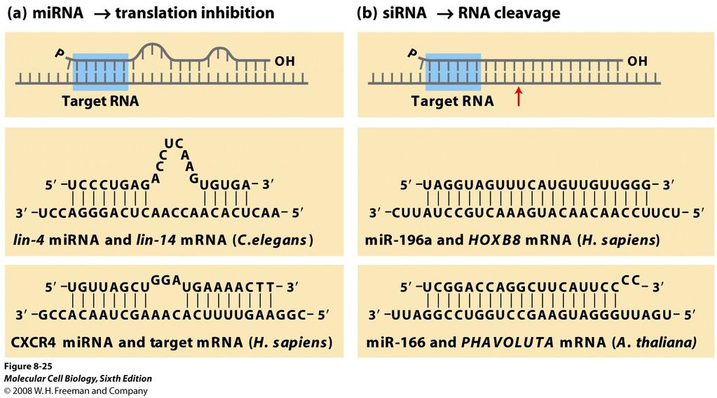 Different results for mrna target depend at least partly on extent of hybridization to small regulatory RNA