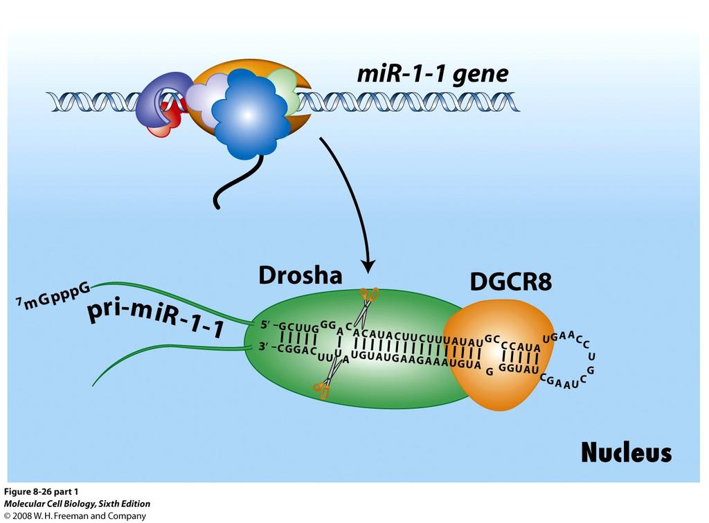 microrna processing: clipping out hairpin ( pre-mir )
