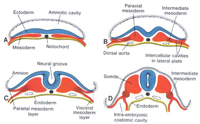 Skeletal System Derived from: paraxial mesoderm somites and somitomeres sclerotome sclerotome differentiation induced by SHH from