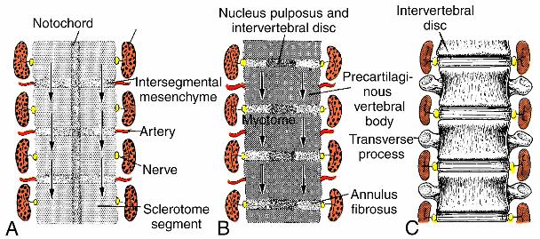 Vertebral Column Segmented sclerotome segmented myotomes with spinal nerves Fusion of caudal ½ and cranial ½ of adjacent segments forms vertebral bodies Myotomes bridge the intervertebral