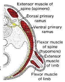 Limb Musculature Flexor and