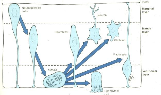 Neuroepithelial