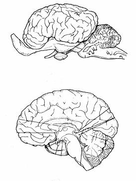 Comparative neurology olfactory bulb forebrain pituitary optic lobe cerebellum CODFISH olfactory bulb cerebral cortex cerebellum HORSE forebrain olfactory bulb optic lobe cerebellum FROG cerebral