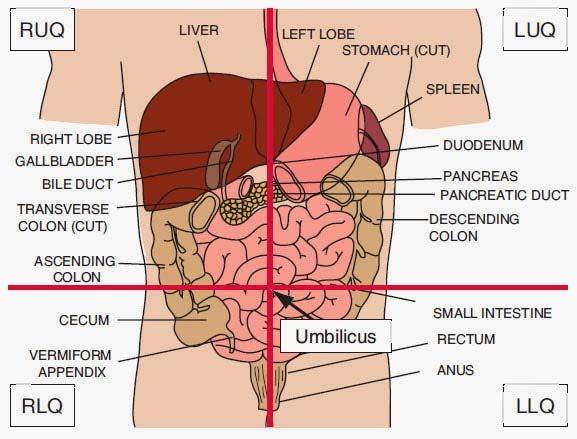 Abdomen Inspect for: hernias, masses, symmetry, movement during inspiration and expiration Auscultate: each bowel quadrant for one minute Palpate: Superficial: gently palpate for tenderness,
