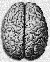 Cerebrum Two hemispheres,,