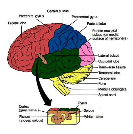Divisions of the Cerebrum Divided into four lobes: Frontal Lobe Parietal Lobe
