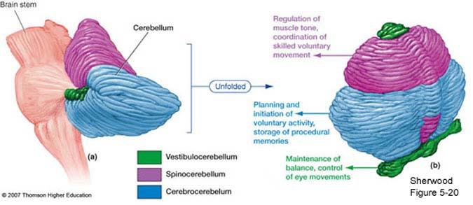 Cerebellum (