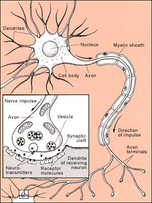 Anatomy of a Neuron Dendrite (input) Cell Body (Soma) Nucleus Axon (output) Myelin (node of