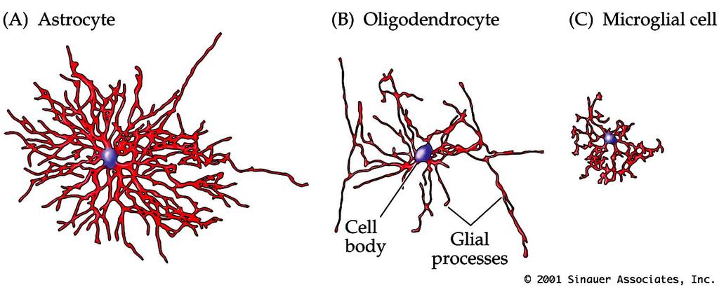 Glial Cells Glial ( glue ; from Greek) cells outnumber neurons about 10 to 1.