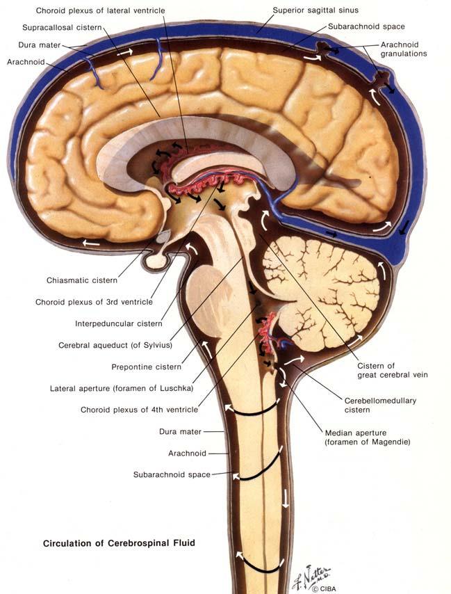 Cerebrospinal fluid (CSF) Occupies all sub- arachnoid space Produced by the choroid plexus About