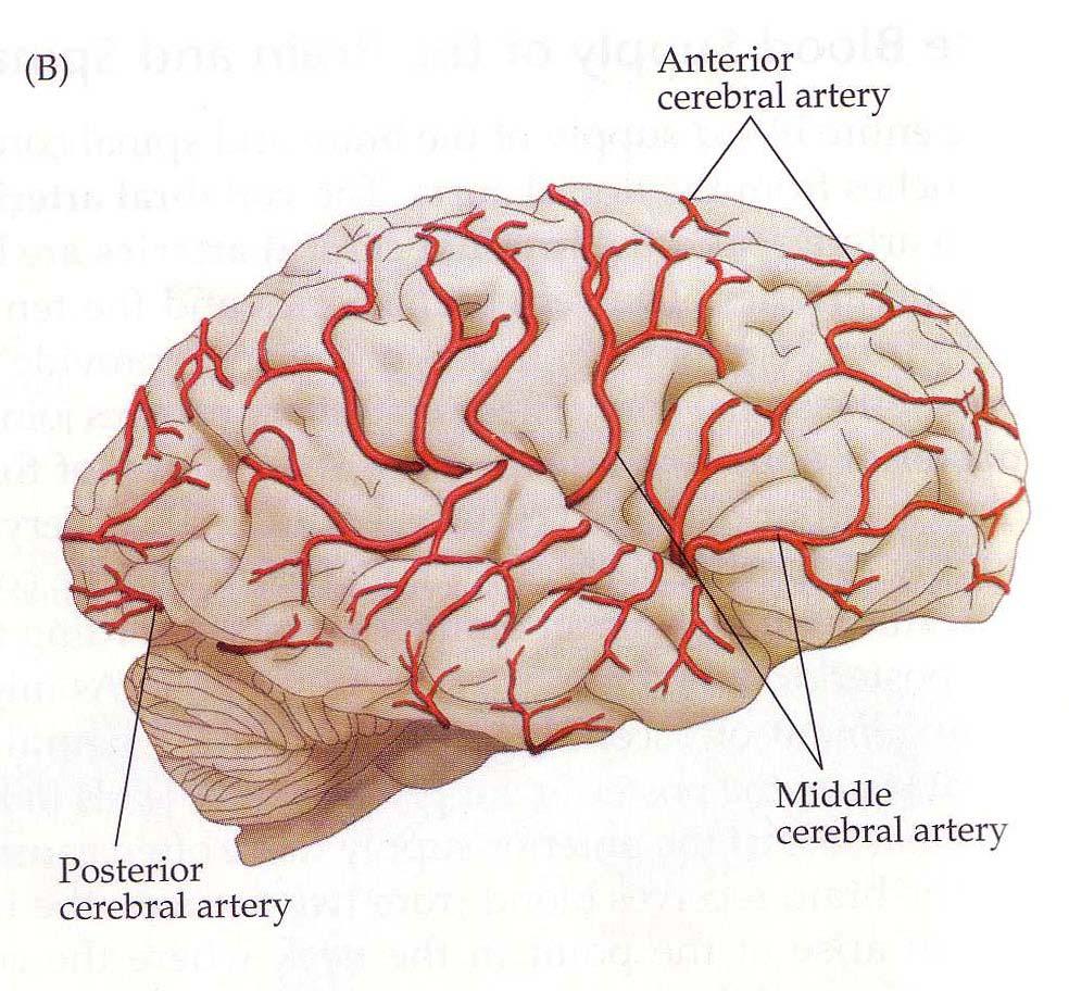 Middle Cerebral artery The middle cerebral artery is the largest branch of the internal carotid.