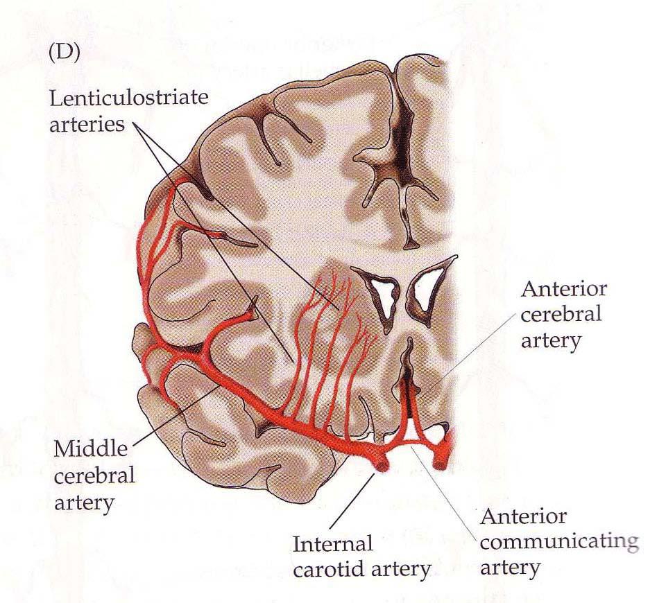lobes, including the primary motor and sensory areas of the face, throat, hand and arm and in the