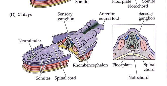 adjacent to somites becomes spinal cord Anterior
