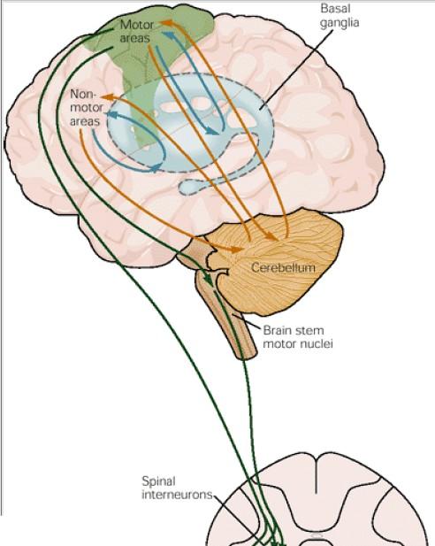 wanted and inhibition of unwanted movements Cerebellum