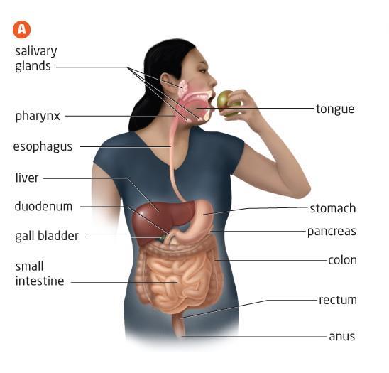 Digestive system Purpose: To mechanically and chemically break down