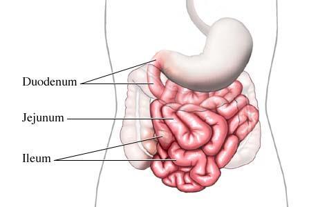Small Intestine: first section The small intestine is the longest section of the digestive tract. It is the major organ of digestion and absorption.