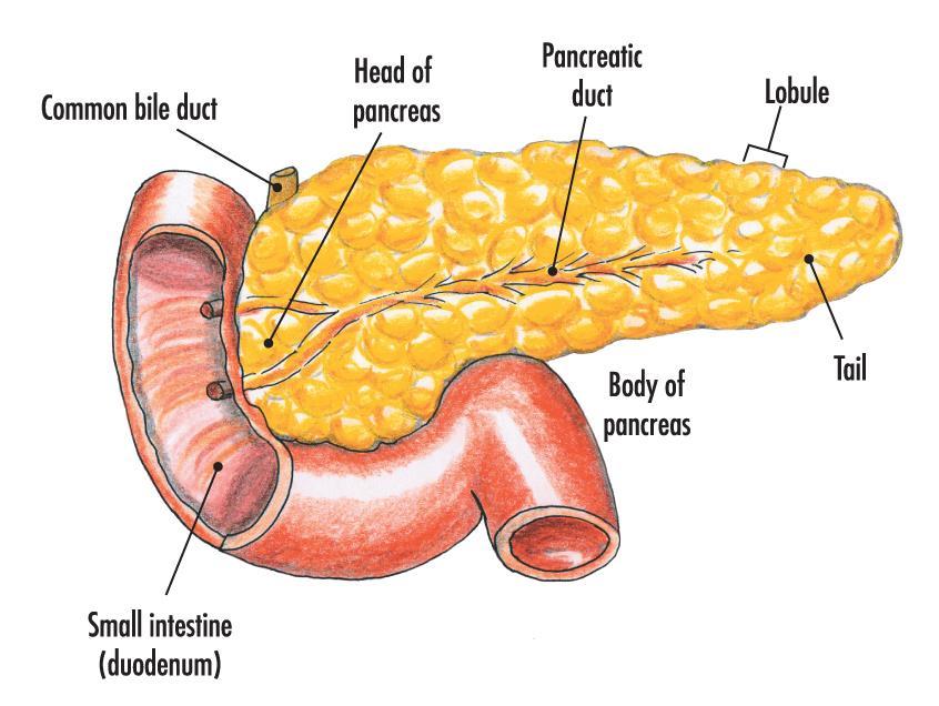 Pancreas The pancreas produces enzymes that break apart carbohydrates, lipids and proteins.