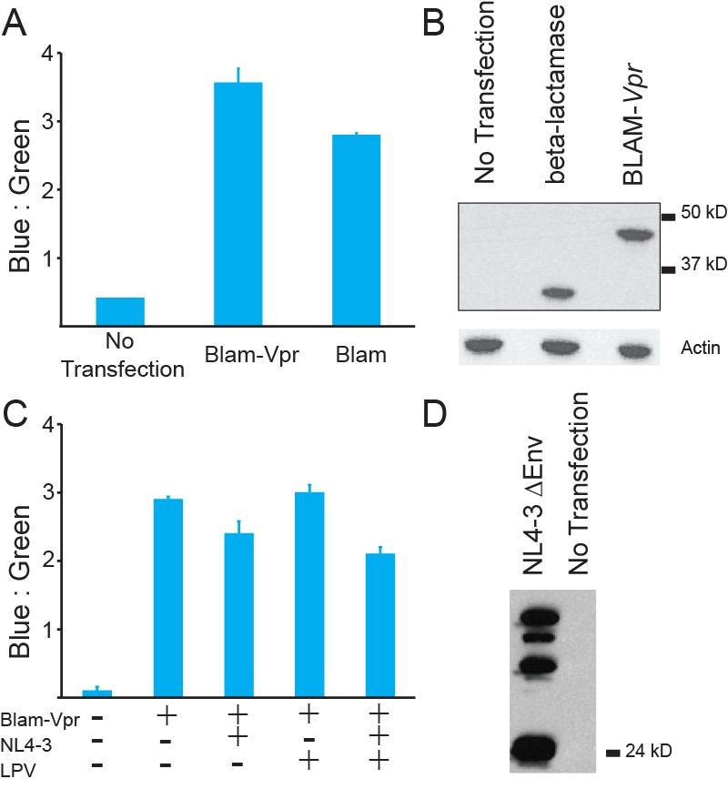 Supplementary Figure 4: The enzymatic activity of the LAM-Vpr fusion protein is not dependant on cleavage by HIV-1 protease and is not affected by the action of PIs.