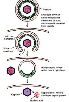 viruses only) receptor-mediated endocytosis