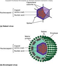 Viruses Viral genome Contains only single type of nucleic acid Either DNA or RNA NEVER BOTH Can be linear or circular Single-stranded or