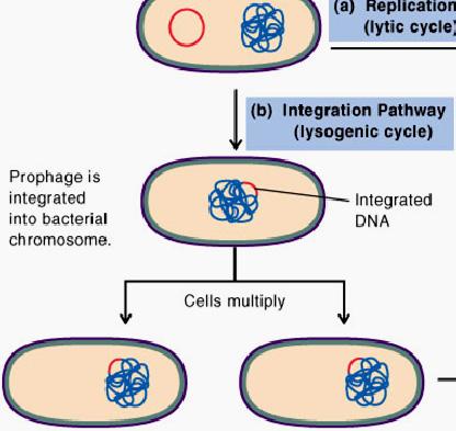 Incorporation Latent infections Temperate phage Two options: 1) Lytic cycle 2)