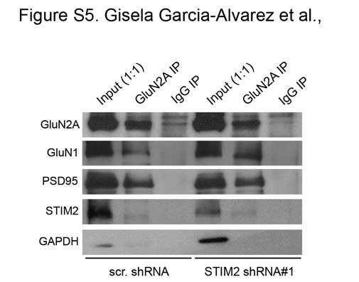 Figure S4. Immunoblot analysis of GluA1 pser845 in hippocampal neurons (DIV 21) transduced with scr. or STIM2 shrnas or co-transduced with STIM2 shrna and YFP- STIM1 or YFP-STIM2.