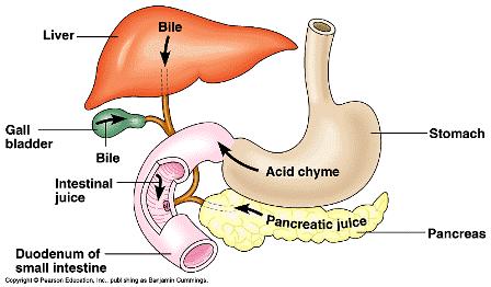 Digestion in Duodenum Food bolus reaches the duodenum from the stomach where it meets the pancreatic juice.