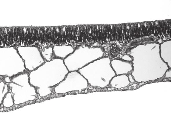 14 (c) Fig. 4.2 shows a section through the leaf of a water lily. palisade mesophyll Fig. 4.2 (i) State why the palisade mesophyll is a tissue.