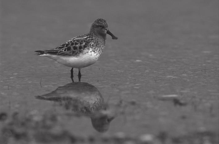 19 6 Wetlands are internationally important ecosystems. The spoon-billed sandpiper, Calidris pygmaea, is an endangered species. Fig. 6.1 shows a spoon-billed sandpiper feeding in a wetland ecosystem.