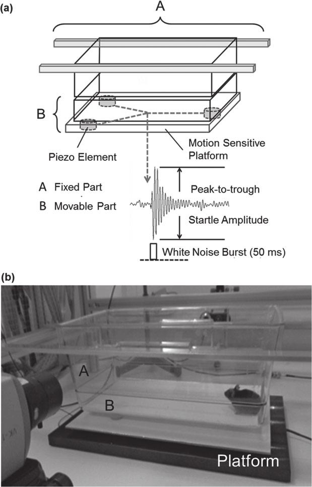 Phasic and sustained fear in mice Quantification of freezing and fear-potentiated startle in mice The experimental paradigm described here has been used to measure freezing (immobility except for