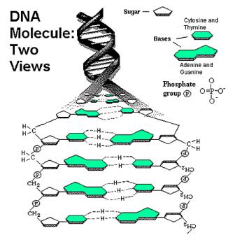 LE3 12/3/10 Nucleic Acids Definition: Made of smaller units called nucleotides Nucleotide: Contains 3 parts a sugar, a base & a phosphate group Nucleic Acids: your body has only 2: DNA & RNA DNA