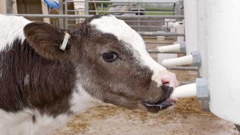 Nutritional Calf Scour If calves are bucket fed ensure: