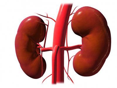 Creatinine and BUN (urea) tell how well the kidneys work by measuring levels of creatinine