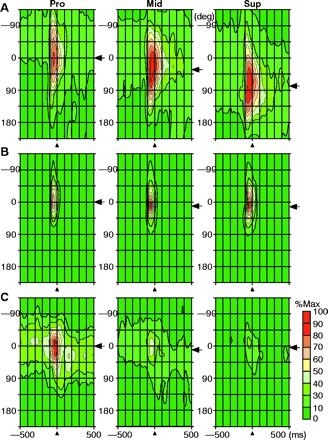 Fig. 3. Spatiotemporal maps of activity of the same M1 neurons illustrated in Fig. 2.