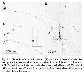 Fig. 1. Retrograde transneuronal transport of rabies virus from single muscles.