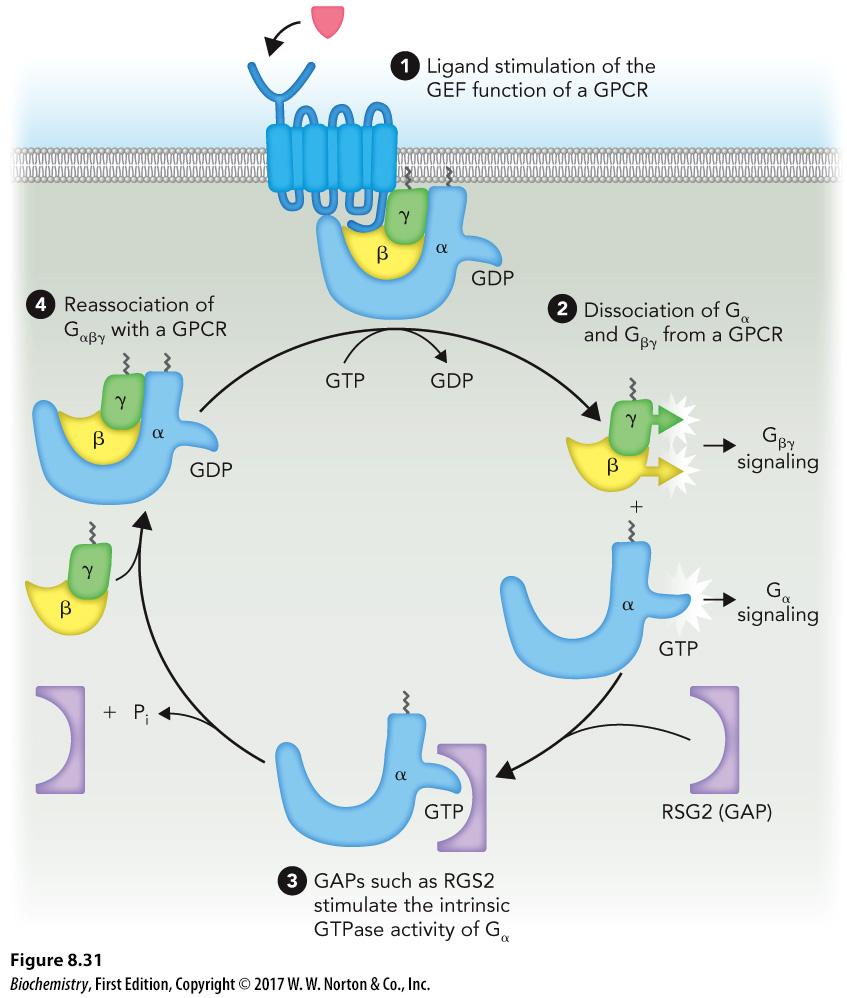 GPCRs and Controlled by GEFs and GAPs (The G Protein Cycle) GEF Guanine nucleotide exchange factor Promote GDP-GTP