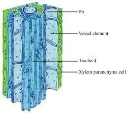 Components of xylem tissue Question 5: How is food transported in plants? Phloem transports food materials from the leaves to different parts of the plant body.