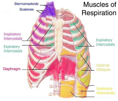 The Muscles of Respiration Inspiration Muscles that expand the thoracic cavity Diaphragm External intercostals Accessory muscles Expiration Muscles that compress
