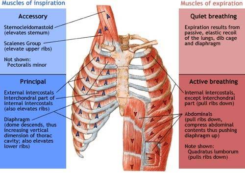 The Muscles of Respiration Respiratory Muscles of Inspiration:
