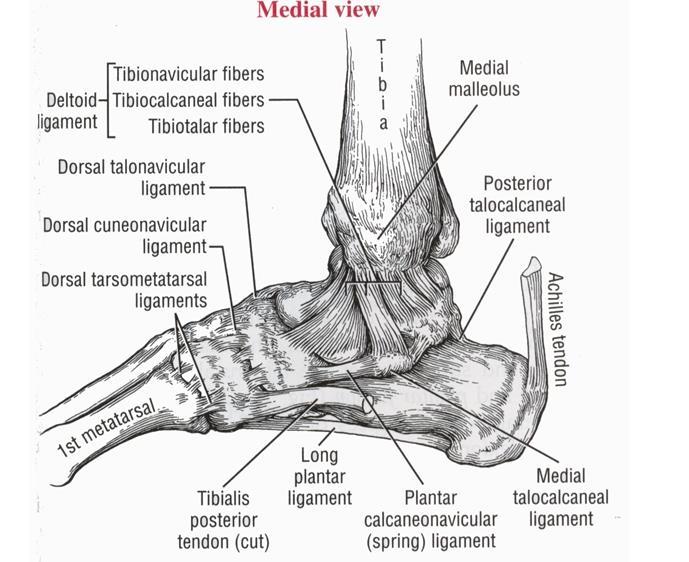 Medial collateral Ligaments The medial collateral ligament of the talocrural joint is called the deltoid ligament, based on its triangular shape.