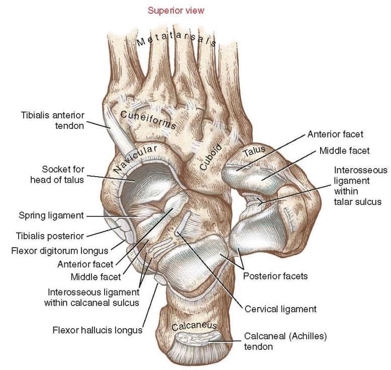 Talonavicular joint The talonavicular joint(the medial compartment of the transverse tarsal joint) resembles a ball-and-socket joint, providing substantial mobility to the medial(longitudinal) column