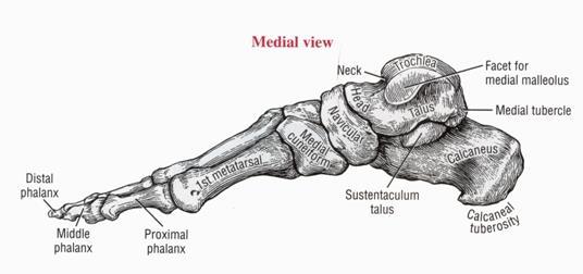 Talus The talus is the most proximal tarsal bone.