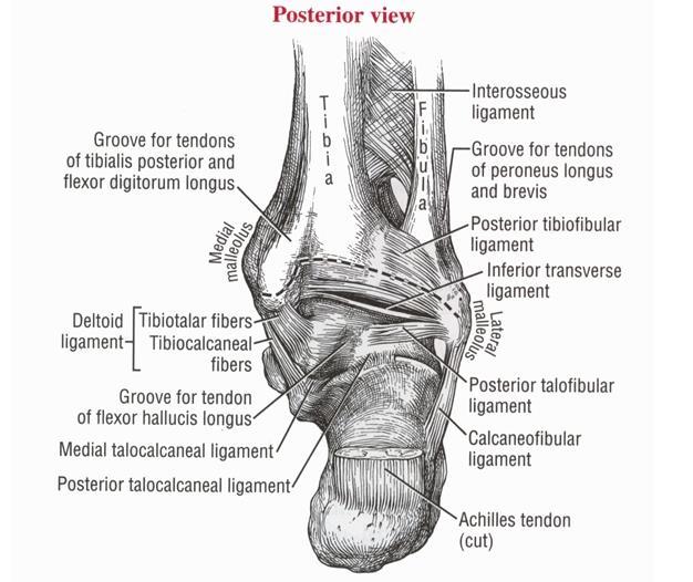 Distal Tibiofibular joint The distal tibiofibular joint is formed by the articulation between the medial surface of the distal fibula
